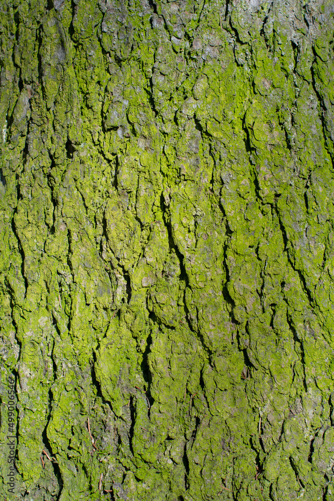 green bark texture background green bark texture background