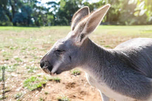 Grey Australian Kangaroo, close up