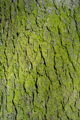 green bark texture background