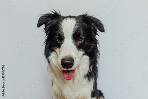 Cute puppy dog border collie with funny face isolated on white background. Cute pet dog. Pet animal life concept © Юлия Завалишина