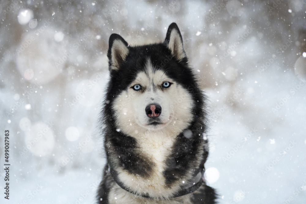 Siberian Husky dog in winter under the snowfall Siberian Husky dog in winter under the snowfall