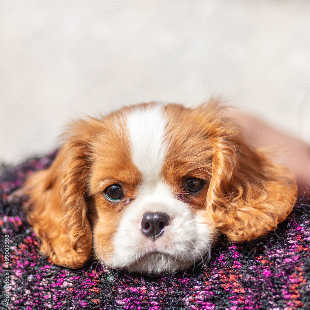 10 weeks  old puppy cavalier king charles spaniel