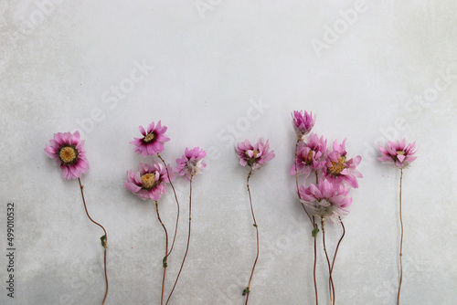 Pink dried flowers, rhodanthe on watercolored textured background, copy space, selective focus, isolated photo