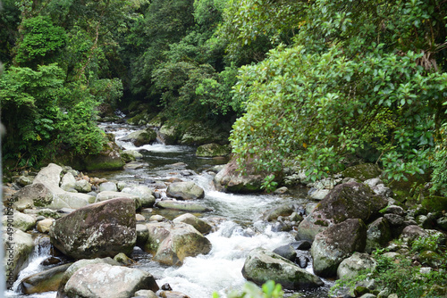 river in the forest