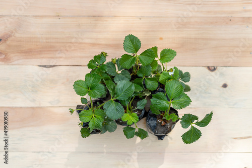 Strawberry saplings in a polythene bags