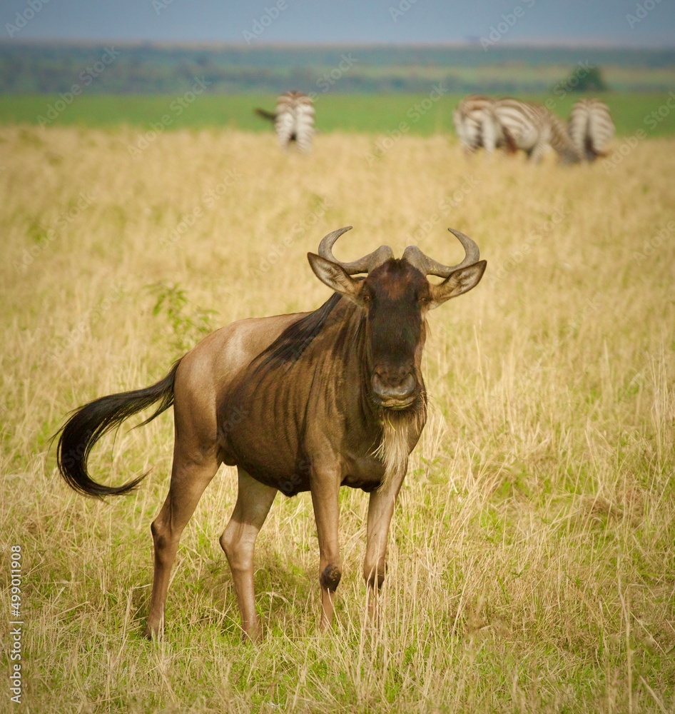 Wildwbeest in Massai Mara National Park Kenya