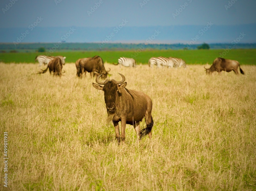 Wildwbeest in Massai Mara National Park Kenya Wildwbeest in Massai Mara National Park Kenya