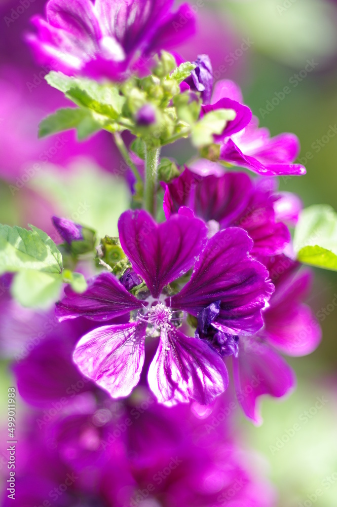 気品を感じる紫色の花弁の花