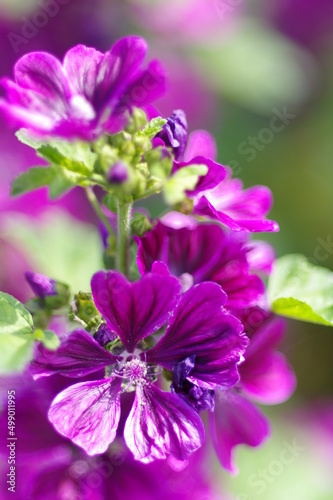 Fototapeta Naklejka Na Ścianę i Meble -  気品を感じる紫色の花弁の花