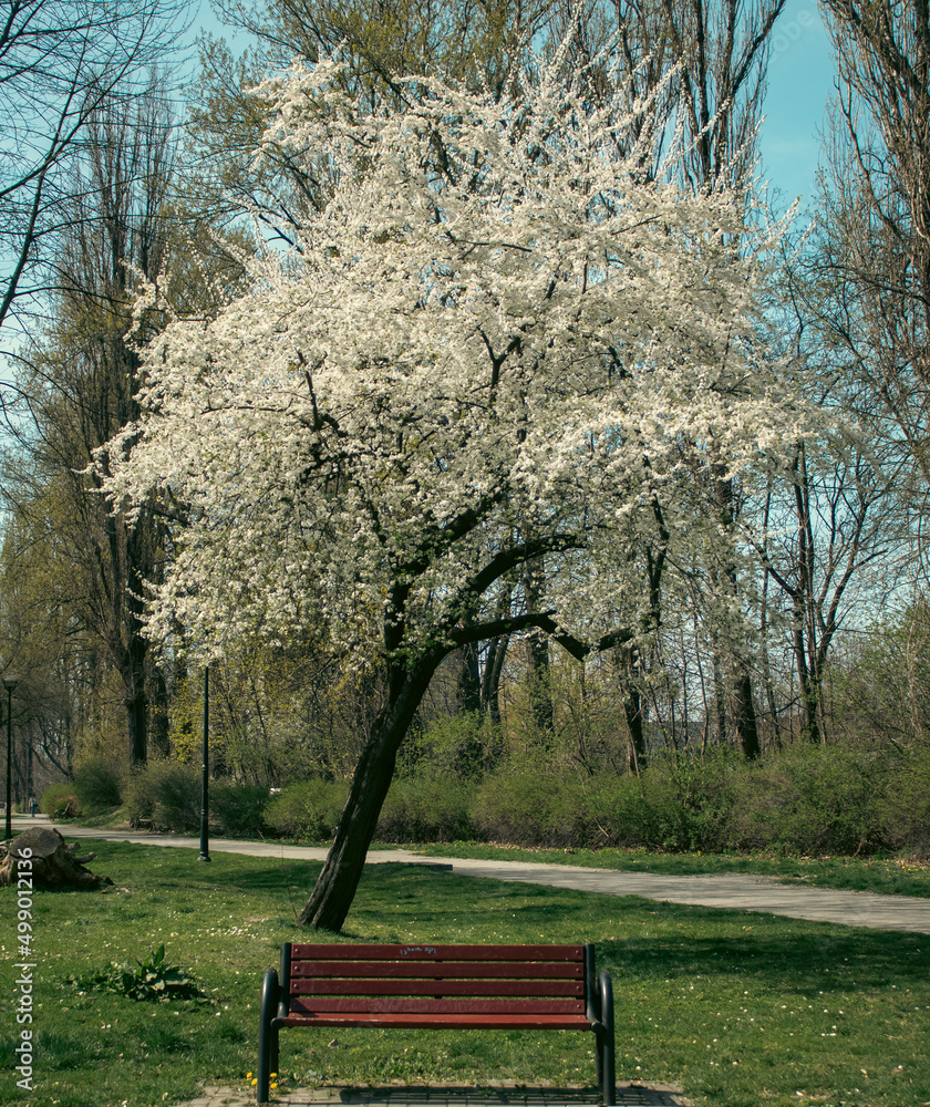 Parkowa ławka pod kwitnącym drzewem