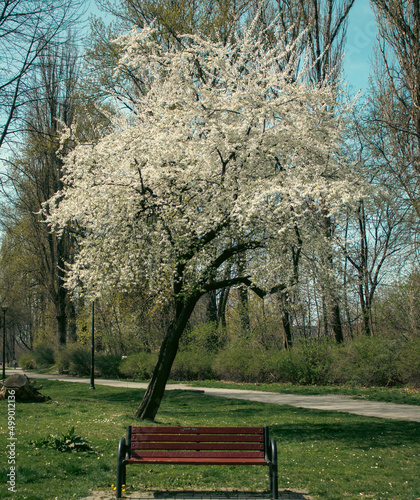 Parkowa ławka pod kwitnącym drzewem photo