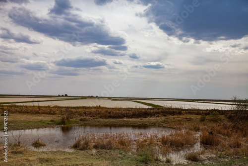 Watered paddy field. Farm building on horizon. Grey cloudy sky.