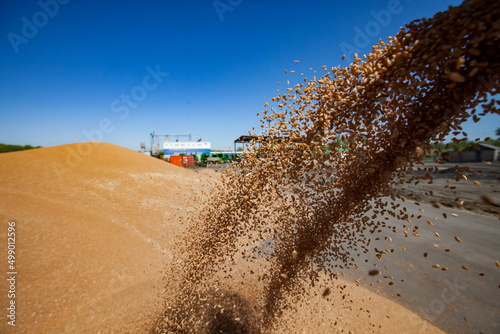 Grain winnower machine for wheat grain. Spring sowing campaign photo