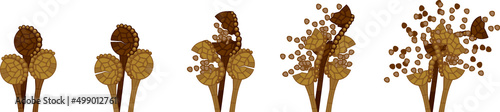 Sequence of stages of opening of fern sporangium