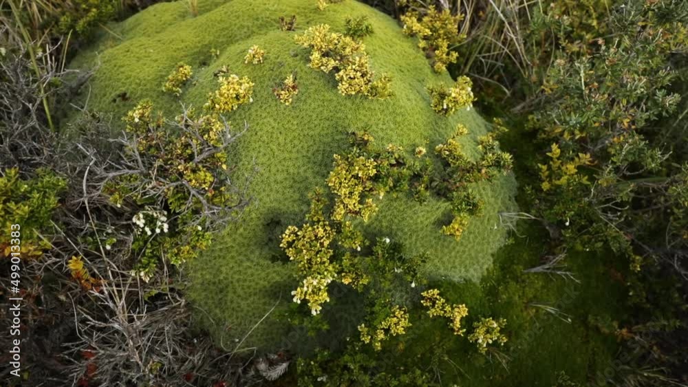 Botany. Andean flora. Closeup view of giant Bolax gummifera growing in the meadow. Beautiful green foliage texture. Botany. Andean flora. Closeup view of giant Bolax gummifera growing in the meadow. Beautiful green foliage texture.