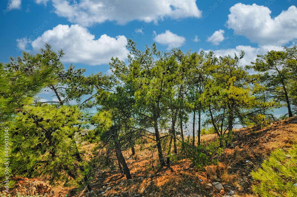 Trees next to the sea