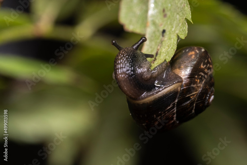 Snail closeup. Burgundy snail (Helix, Roman snail, ediblesnail, escargot) on a dark and green background of nature photo