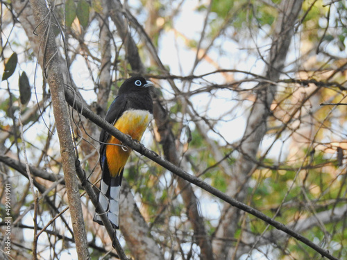Black  Headed Trogon