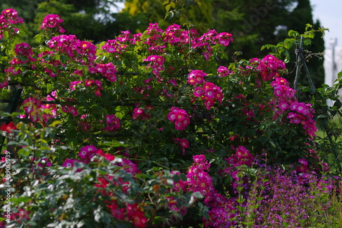 太陽の光を浴びて咲き誇るバラ園の気品漂うピンク色の薔薇の花