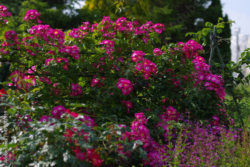 Fototapeta Naklejka Na Ścianę i Meble -  太陽の光を浴びて咲き誇るバラ園の気品漂うピンク色の薔薇の花