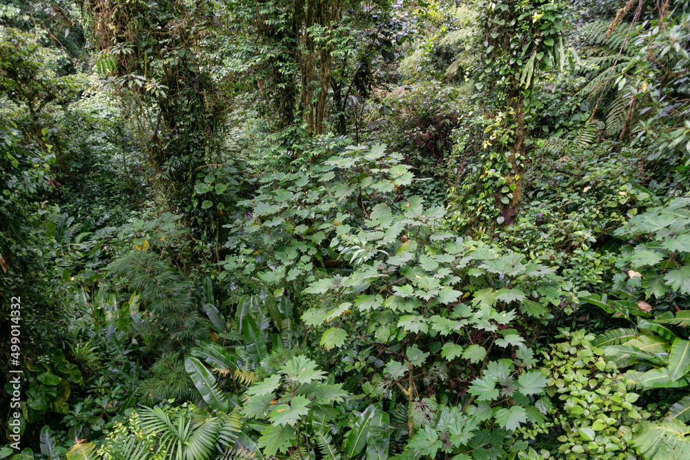 Regenwald von Costa Rica in Monteverde 