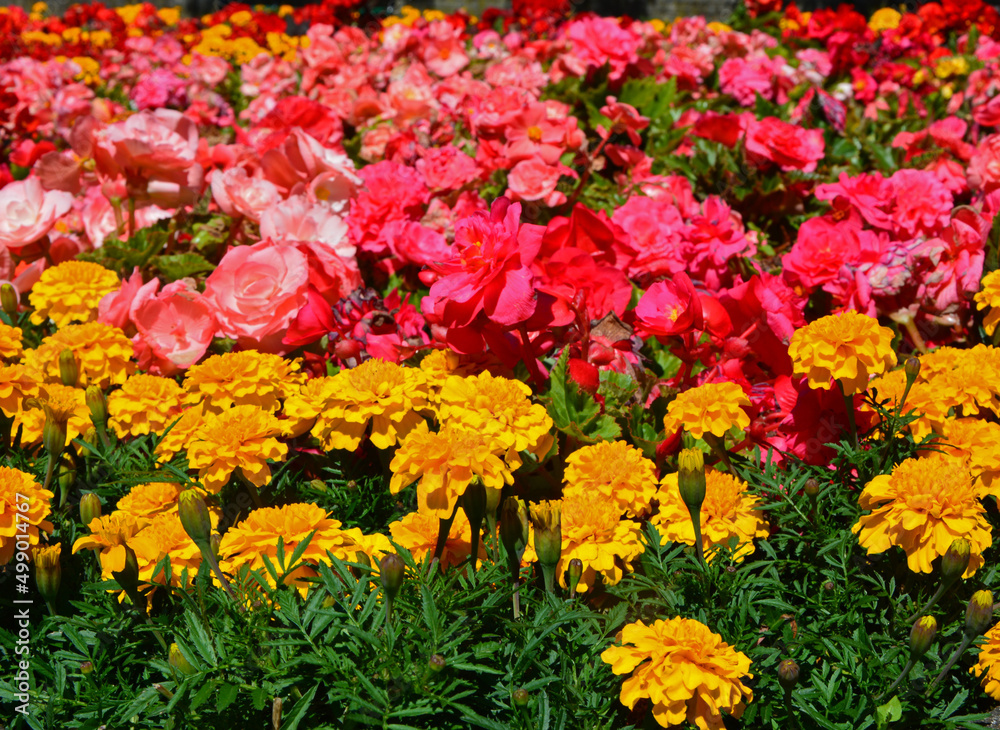 kolorowe kwiaty letnie, Begonia bulwiasta, ukośnica Begonia ×tuberhybrida i aksamitka Tagetes	