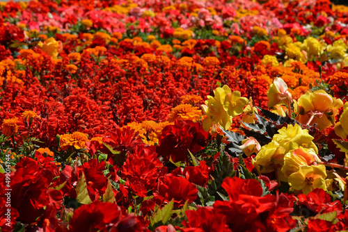 kolorowe kwiaty letnie, begonia bulwiasta, aksamitka i szławia błyszcząca (begonia ×tuberhybrida, tagetes, Salvia splendens), kolorowy dywan kwiatowy 