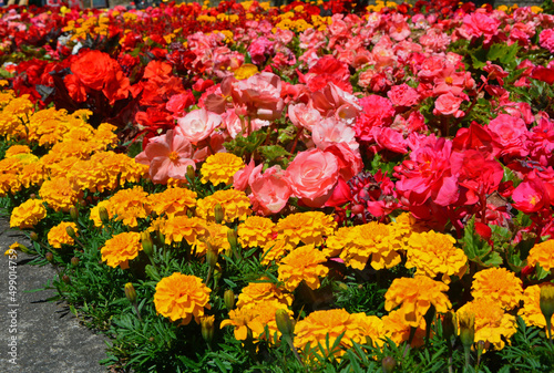 kolorowe kwiaty letnie, Begonia bulwiasta, ukośnica Begonia ×tuberhybrida i aksamitka Tagetes	 photo