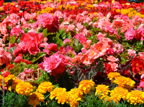 kolorowe kwiaty letnie, Begonia bulwiasta, ukośnica Begonia ×tuberhybrida i aksamitka Tagetes	