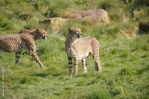 beautiful cheetah in a park