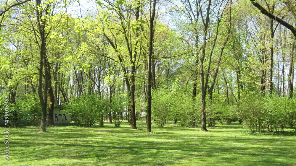 Fototapeta premium Green forest in spring in Zagreb