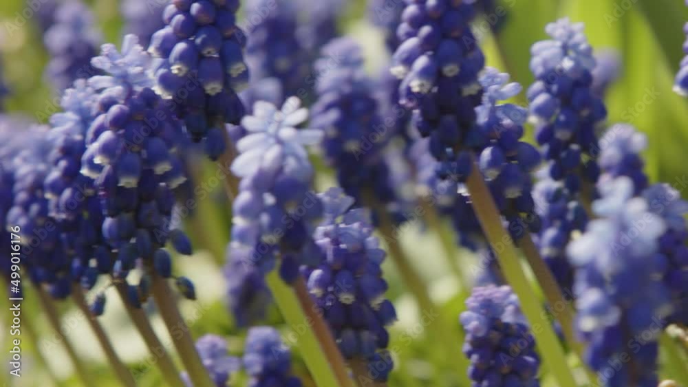 bee flying around hyacinth flowers in garden bee flying around hyacinth flowers in garden