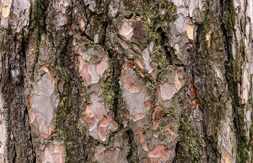 Close Up of embossed texture of the brown bark of a tree with green moss on it. Old tree.  Close up of bark macro photography. Background