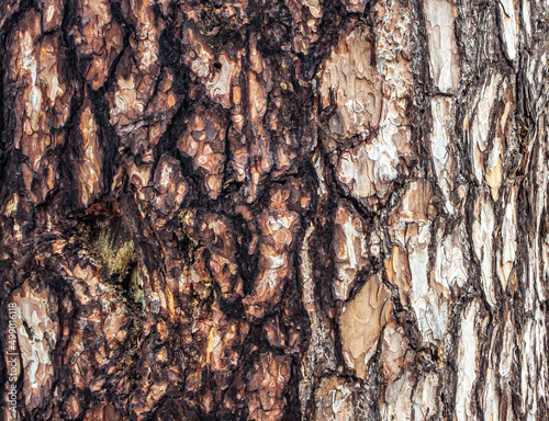 Close Up of embossed texture of the brown bark of a tree. Old tree.  Close up of bark macro photography. Background