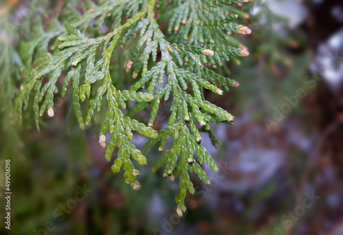 Tuya early spring new growth.  Green leaves of tuya close-up. Paws of Tuya branches. Soft blue and green background, selective focus