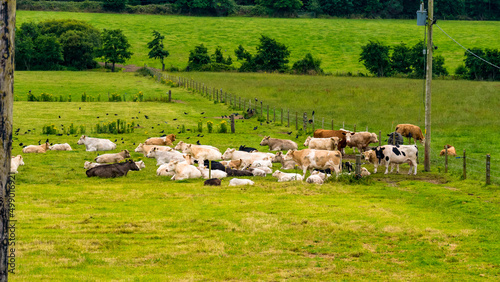 Kühe auf der Weide in Irland