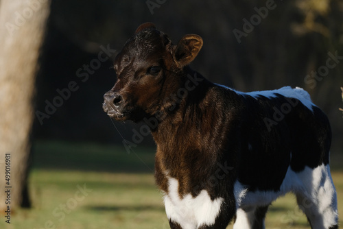 Heifer calf close up during spring season on farm.