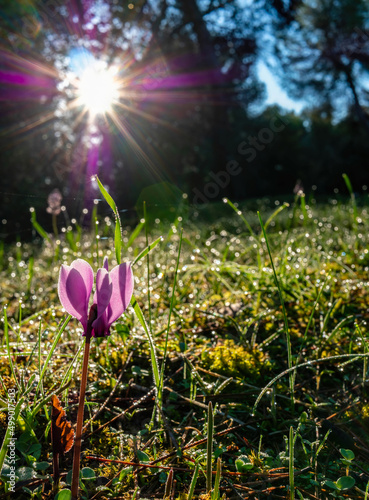 A lonely Cyclamen flower  surrounded by wet green grass  welcomes the splendid sun rays through the woods canopy. Another day in Earth paradise...