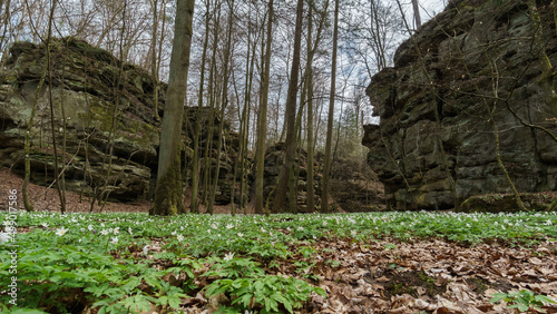 Forest in early spring time with wild flowers on the ground and rock formations in background  Mullerthal  Luxembourg