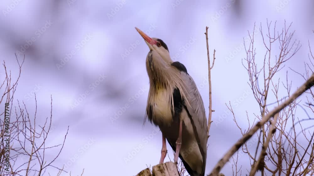 Ardeapurpurea Purple heron massive long legged wading bird with long Ardeapurpurea Purple heron massive long legged wading bird with long