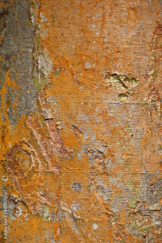 tree bark texture © gomealmx