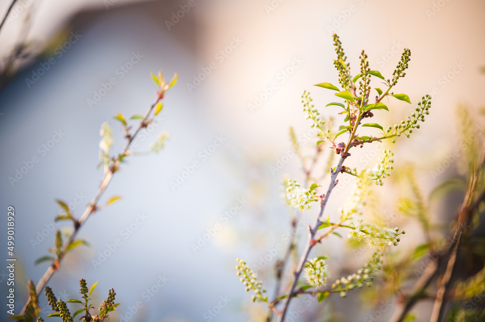 Spring flowers with out of focus background Spring flowers with out of focus background