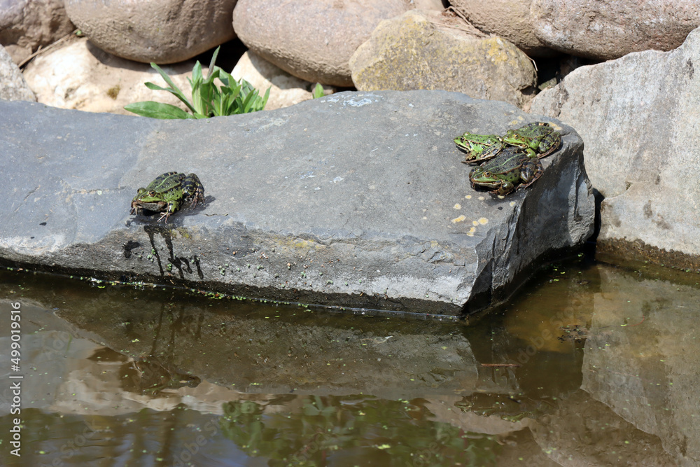 grüner Teichfrosch geniesst die Sonne am Gartenteich Stock Photo