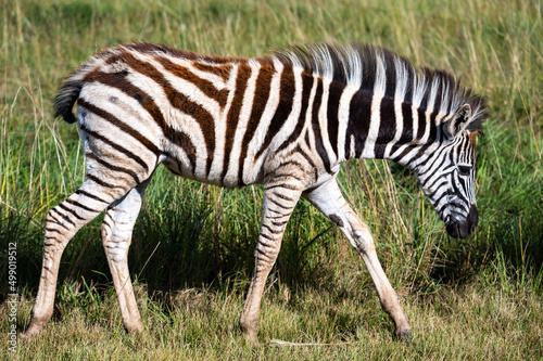 Zebra foal  photographed in South Africa.