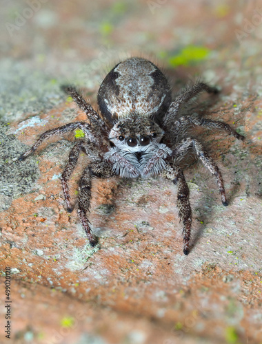 A Closeup Focus Stacked Image of a Tan Jumping Spider on a Colorful Brick Wall