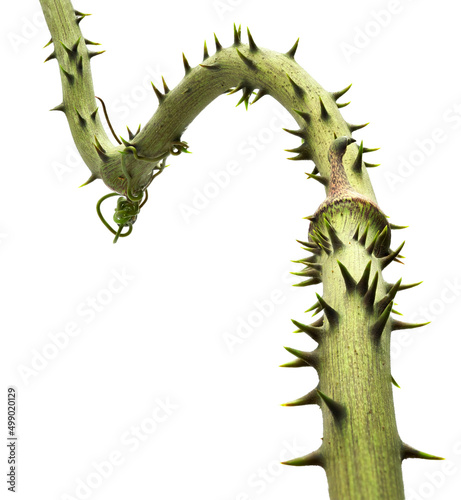A Close-up Focus Stacked Image of Thorny Smilax or Greenbriar Isolated on White