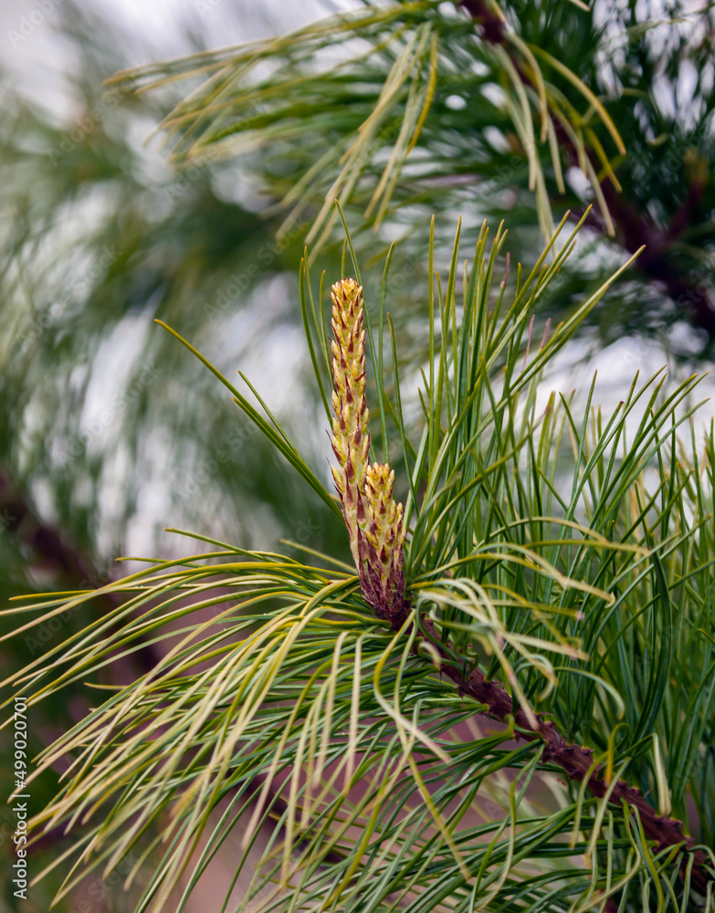 Young growing apical shoot or candle on branch of Siberian pine or cedar. Young growing apical shoot or candle on branch of Siberian pine or cedar.