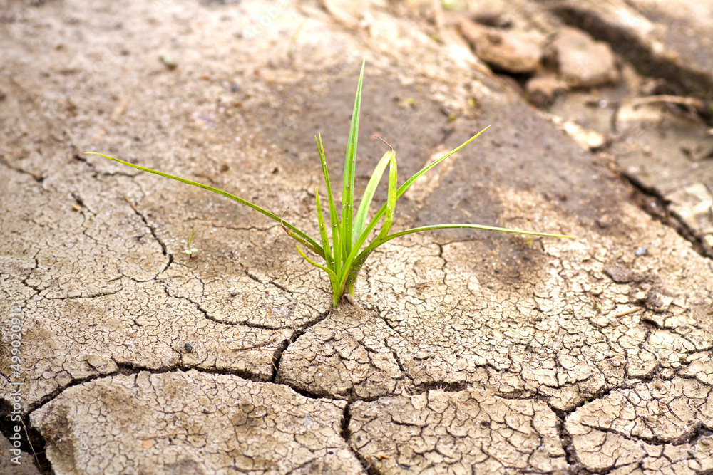 Green plant growing from cracked earth. New life. Green plant growing from cracked earth. New life.