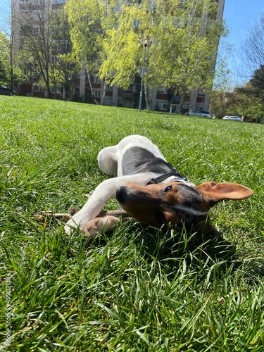 the puppy of a jack russell bears a stick. jack russell lies in the grass.