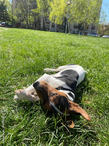 the puppy of a jack russell bears a stick. jack russell lies in the grass.